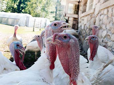 A group of free-range turkeys with white feathers and red wattles are clustered near a stone building in an outdoor setting, reminiscent of a College Farm preparing for Thanksgiving. Saint Joseph's College of Maine
