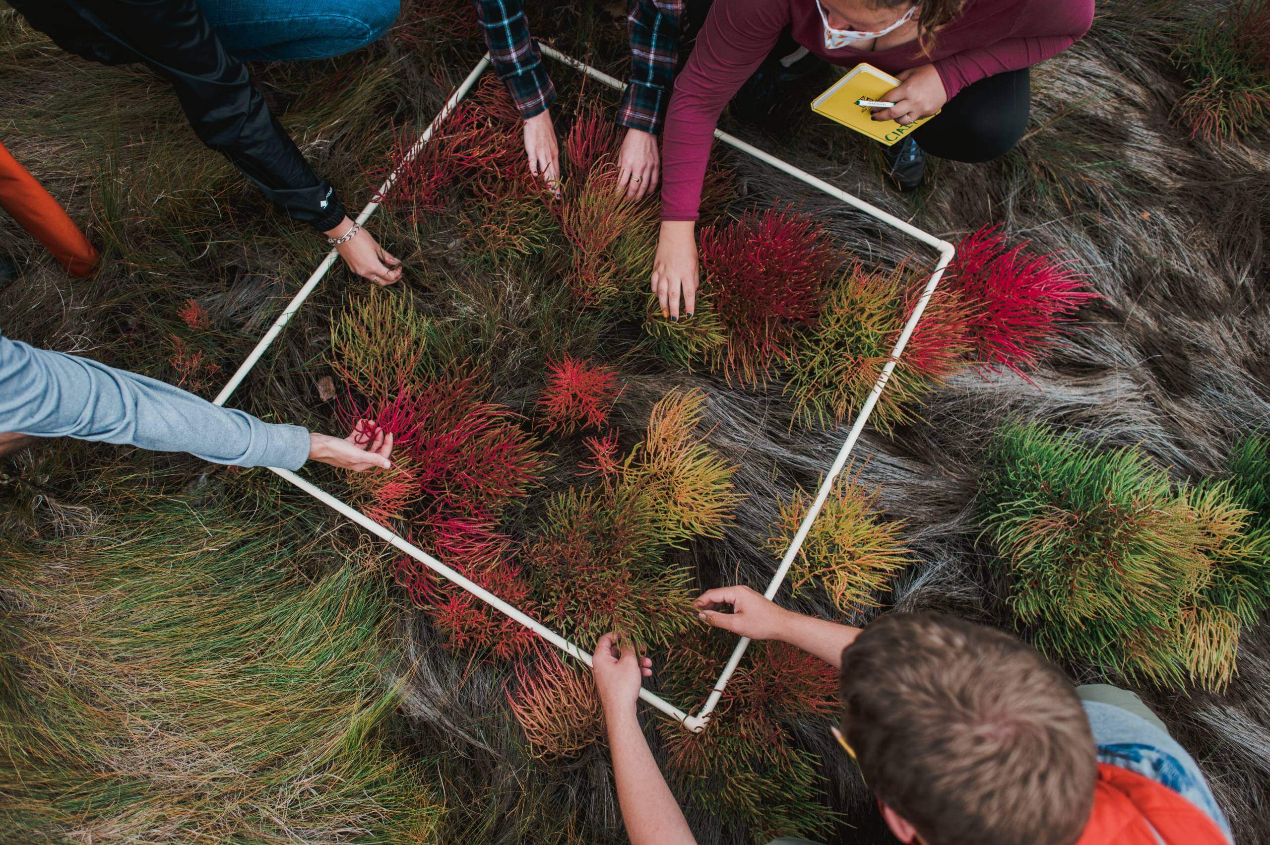 Science Programs 1 People examining vegetation within a square plot framed by a white PVC pipe, some holding notebooks. Saint Joseph's College of Maine