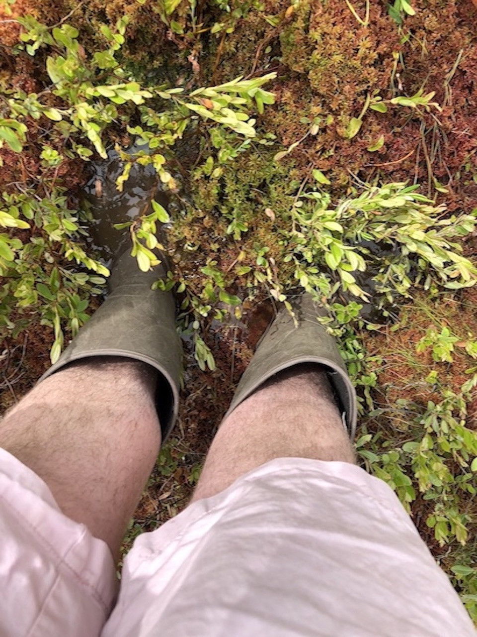 Person wearing rubber boots standing ankle deep in a wet, muddy area with grass and plants, embracing the adventure of exploration. Saint Joseph's College of Maine