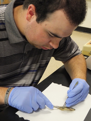 A person wearing blue gloves dissects a small smelt on a white paper surface using dissection tools, as part of research into genetics. Saint Joseph's College of Maine