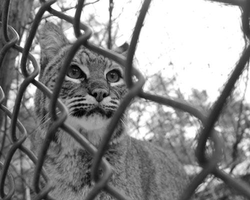 Black and white photo of a bobcat behind a chain-link fence, looking through the gaps with a focused expression. Trees are visible in the background. The digital photography captures the essence of wildlife isolation, evoking a poignant social commentary on habitat encroachment. Saint Joseph's College of Maine