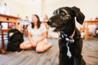 Upcoming Well-being Webinar offered as Inaugural Summer Institute on Well-Being for Educators & School Personnel Concludes 3 A black dog with a collar sits indoors on a carpeted floor, while people, slightly out of focus, are seated at tables and on the floor in the background. Saint Joseph's College of Maine