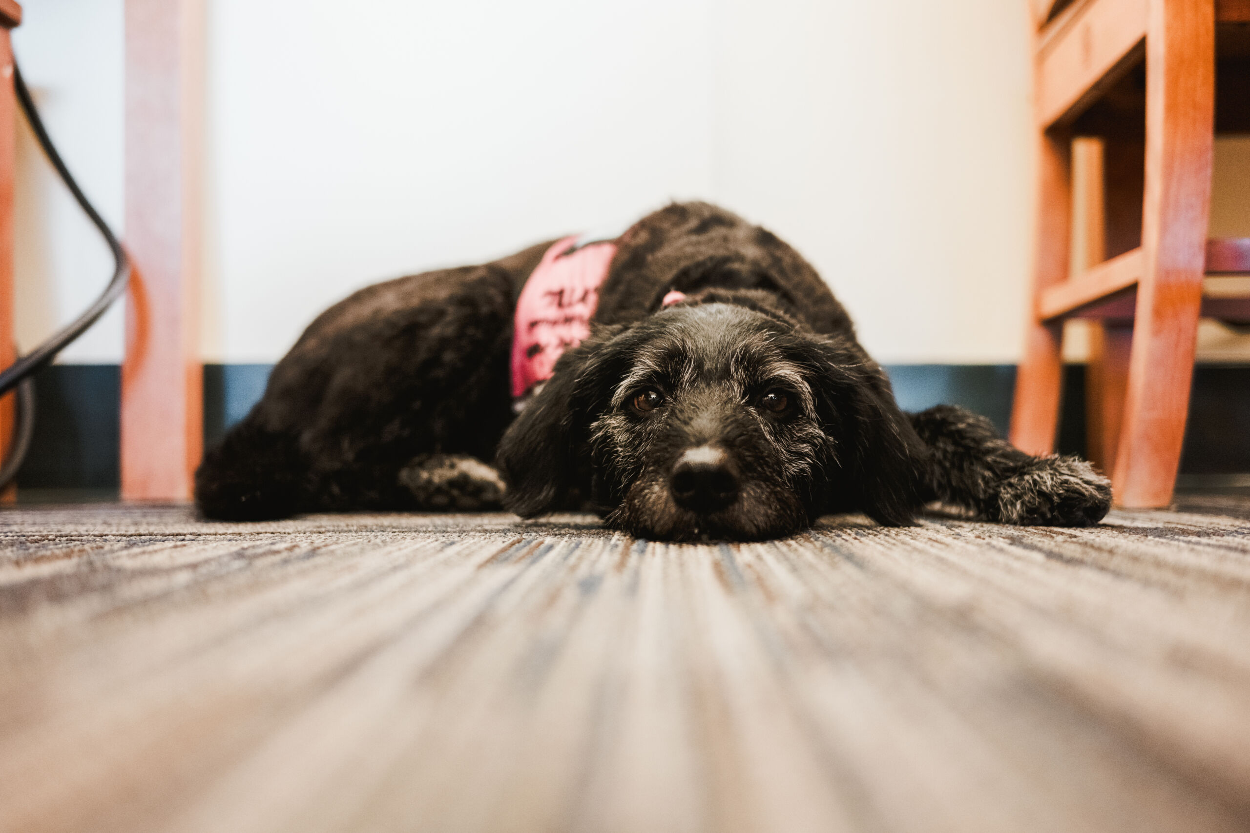 A black dog wearing a pink harness lies on a carpeted floor, resting its head and looking at the camera. Furniture and electrical cords are visible in the background. Saint Joseph's College of Maine
