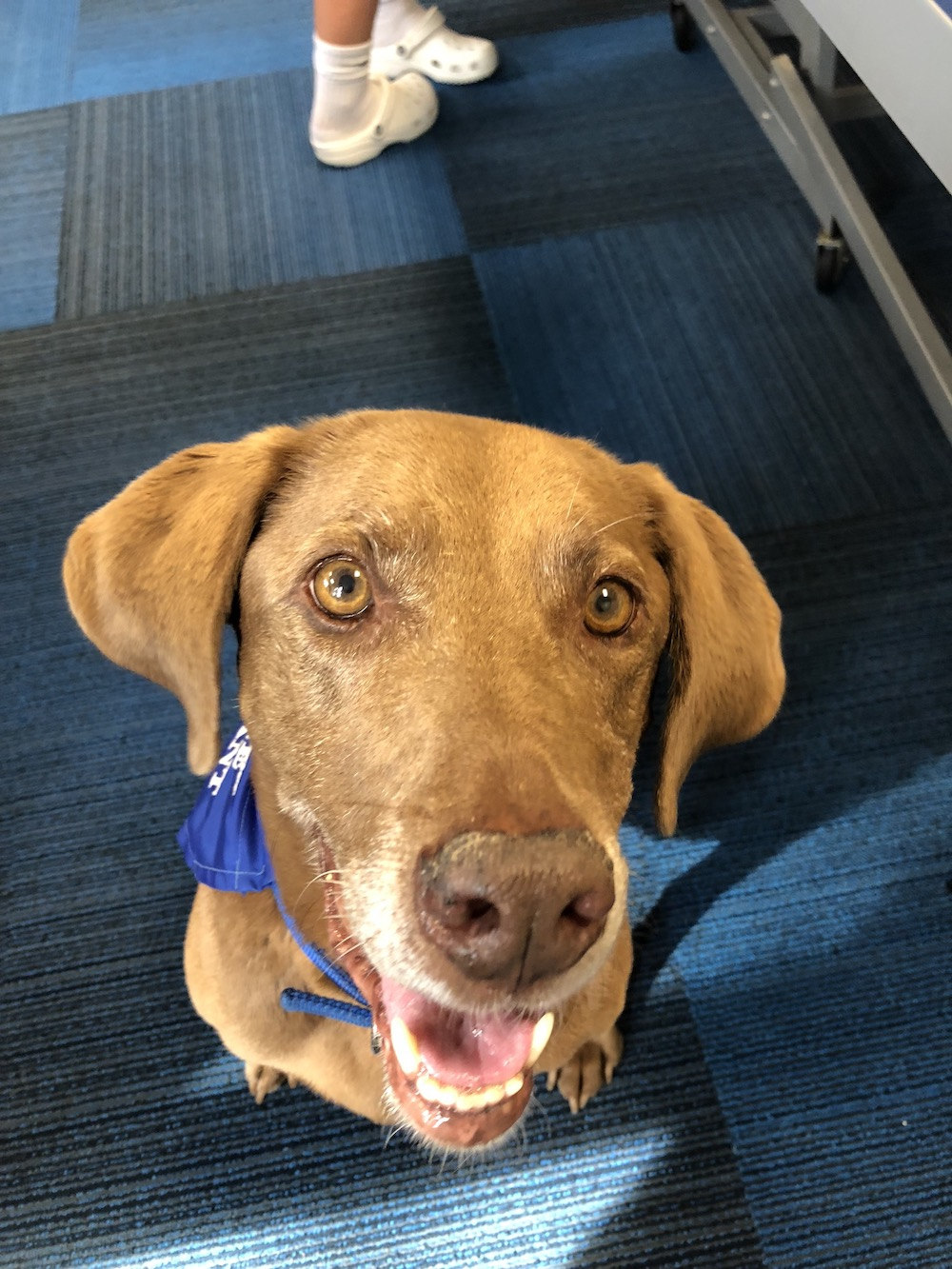 A brown dog with a blue bandana around its neck looks up at the camera with an open mouth, sitting on a blue and black checkered floor, ready for Yappy Hour. Saint Joseph's College of Maine