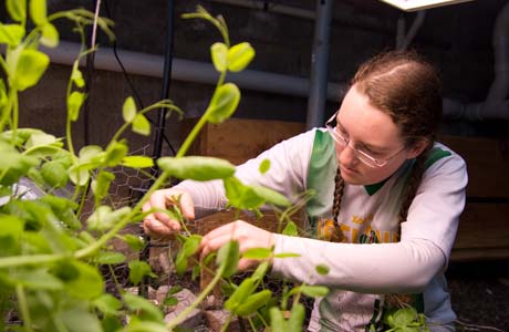 A person wearing glasses tends to green peas in a garden. Saint Joseph's College of Maine