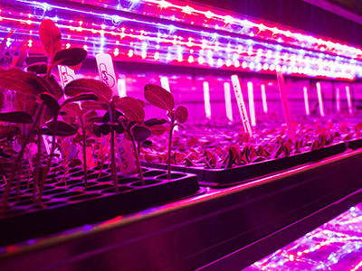 Seedlings growing in the College