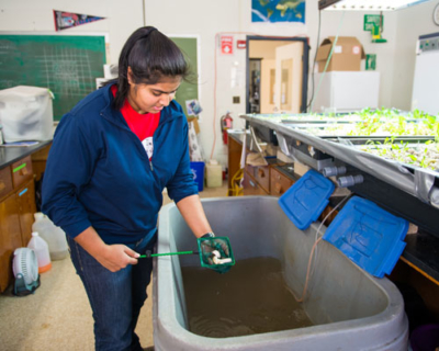 Aquaponics1