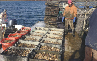 A fisherman stands on a boat surrounded by crates and baskets filled with freshly harvested oysters, with water and shoreline in the background, embodying the spirit of the long haul. Saint Joseph's College of Maine