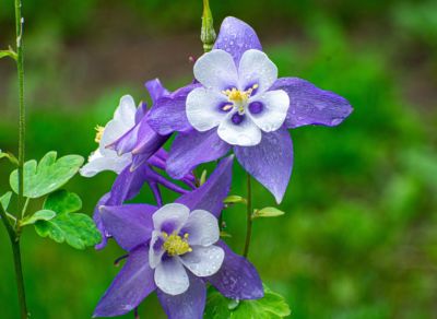 purpose columbine blossom