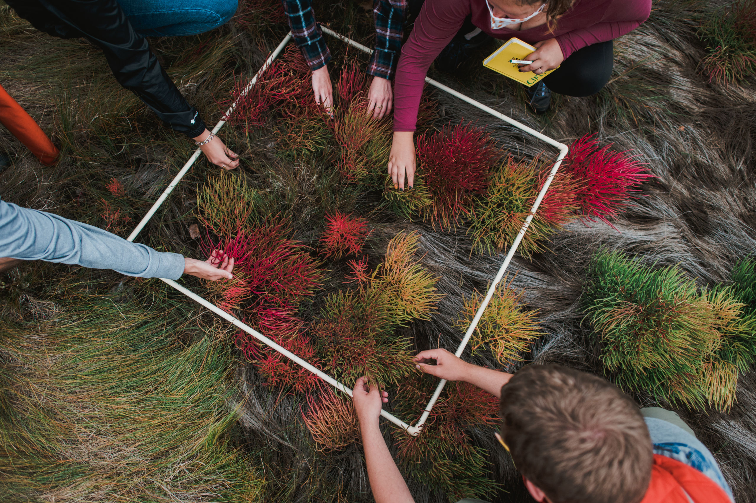 People examining vegetation within a square plot framed by a white PVC pipe, some holding notebooks. Saint Joseph's College of Maine