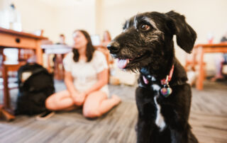 A black dog with a collar sits indoors on a carpeted floor, while people, slightly out of focus, are seated at tables and on the floor in the background. Saint Joseph's College of Maine