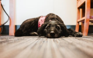 A black dog wearing a pink harness lies on a carpeted floor, resting its head and looking at the camera. Furniture and electrical cords are visible in the background. Saint Joseph's College of Maine