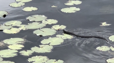 Ankle Deep Exploration In Flip-Flops 2 Water Snake