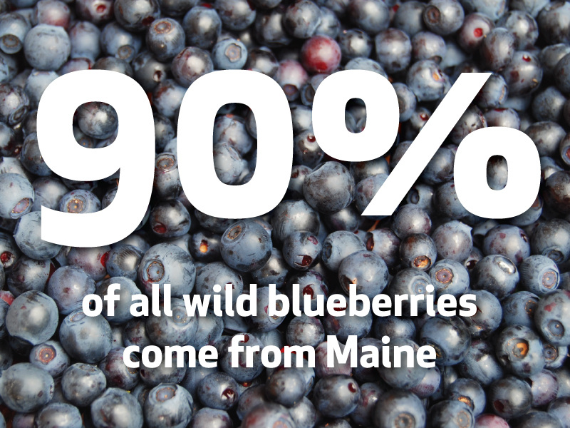 Background of wild blueberries with text stating, "Explore Maine: 90% of all wild blueberries come from this unique state. Saint Joseph's College of Maine