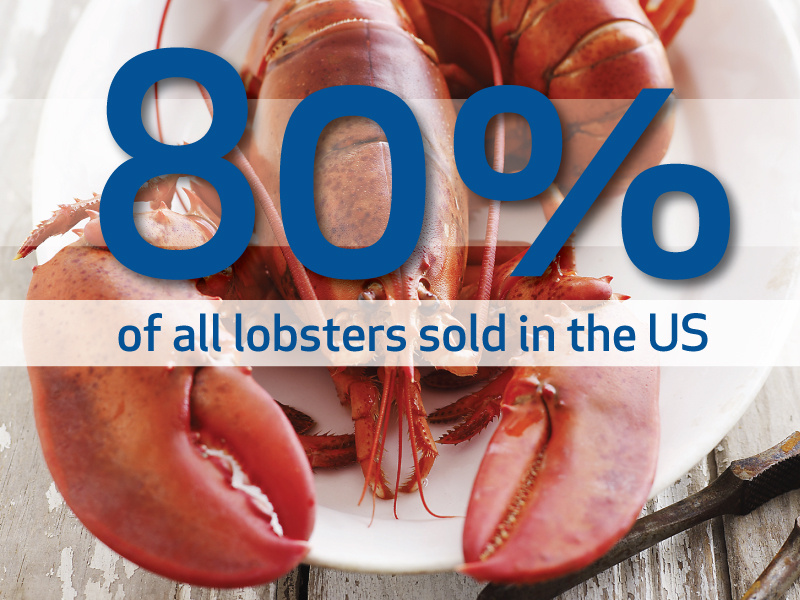 Image of a lobster with overlaid text: "80% of all lobsters sold in the US. Explore Maine's rich seafood culture today! Saint Joseph's College of Maine