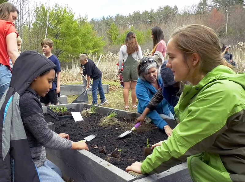 Bee pollinator curriculum project